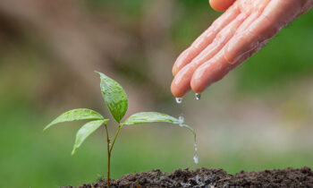 close-up-picture-hand-watering-sapling-plant