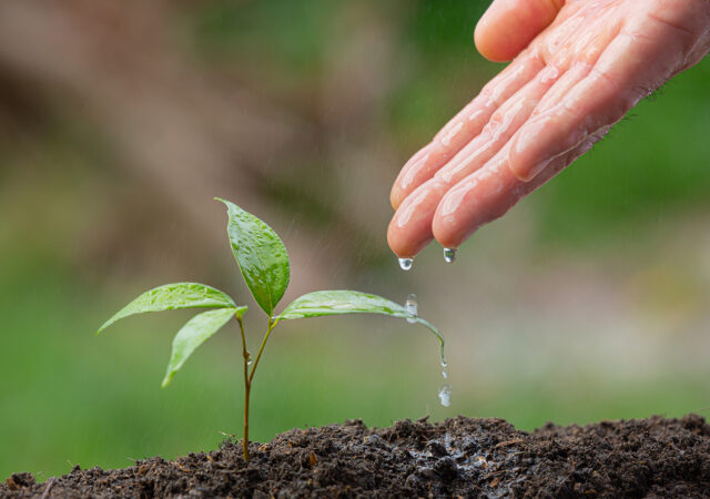 close-up-picture-hand-watering-sapling-plant
