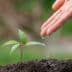 close-up-picture-hand-watering-sapling-plant