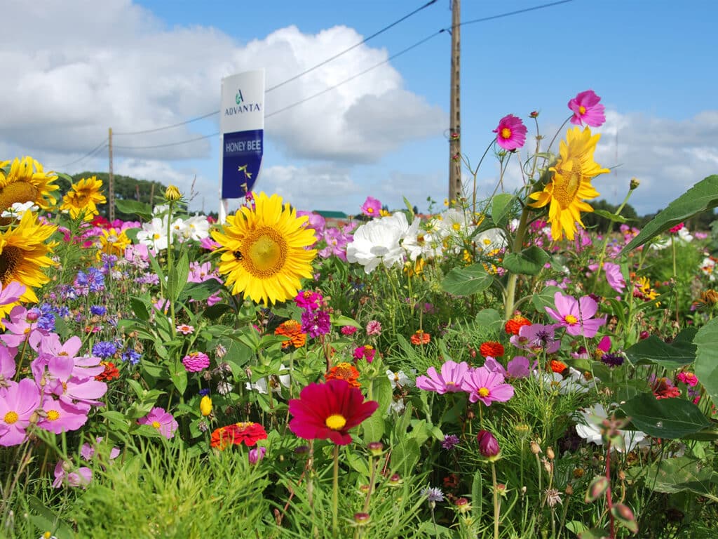 Jardins, parcs et prairies colorés et durables :  une anthologie