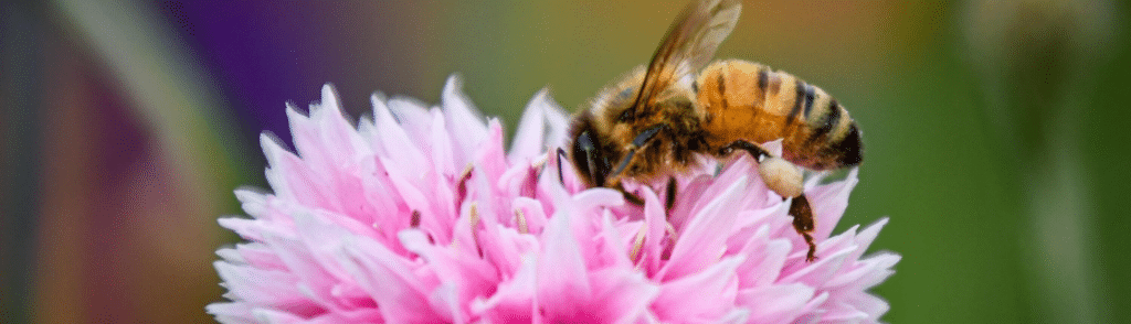 Conseils et astuces pour un jardin respectueux des abeilles