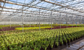 DE BELLES PLANTES ET DE BEAUX ARBRES ISSUS DE NOTRE PROPRE CULTURE 5