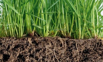 Des semences de gazon résistantes au climat au jardin de fleurs (des champs) biodiversifié 3