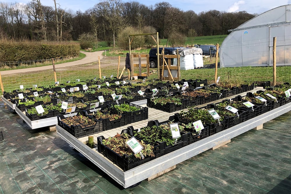 Des plantes ornementales et utilitaires avec un ancrage local