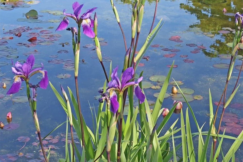 Un étang dans chaque jardin, c’est ce qu’il faudrait