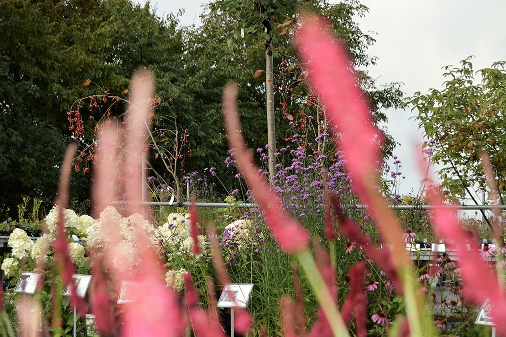 A la découverte d’un lieu unique dédié aux plantes adaptées à notre climat