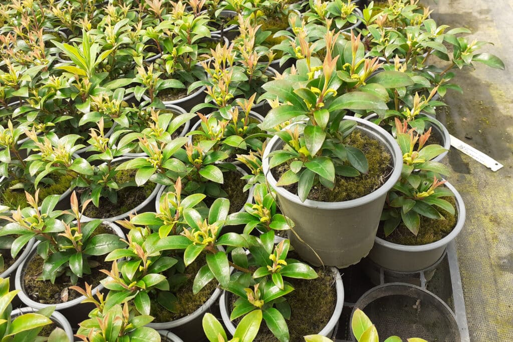 Rhododendrons, azalées et Kalmia hors du commun, du labo… au jardin