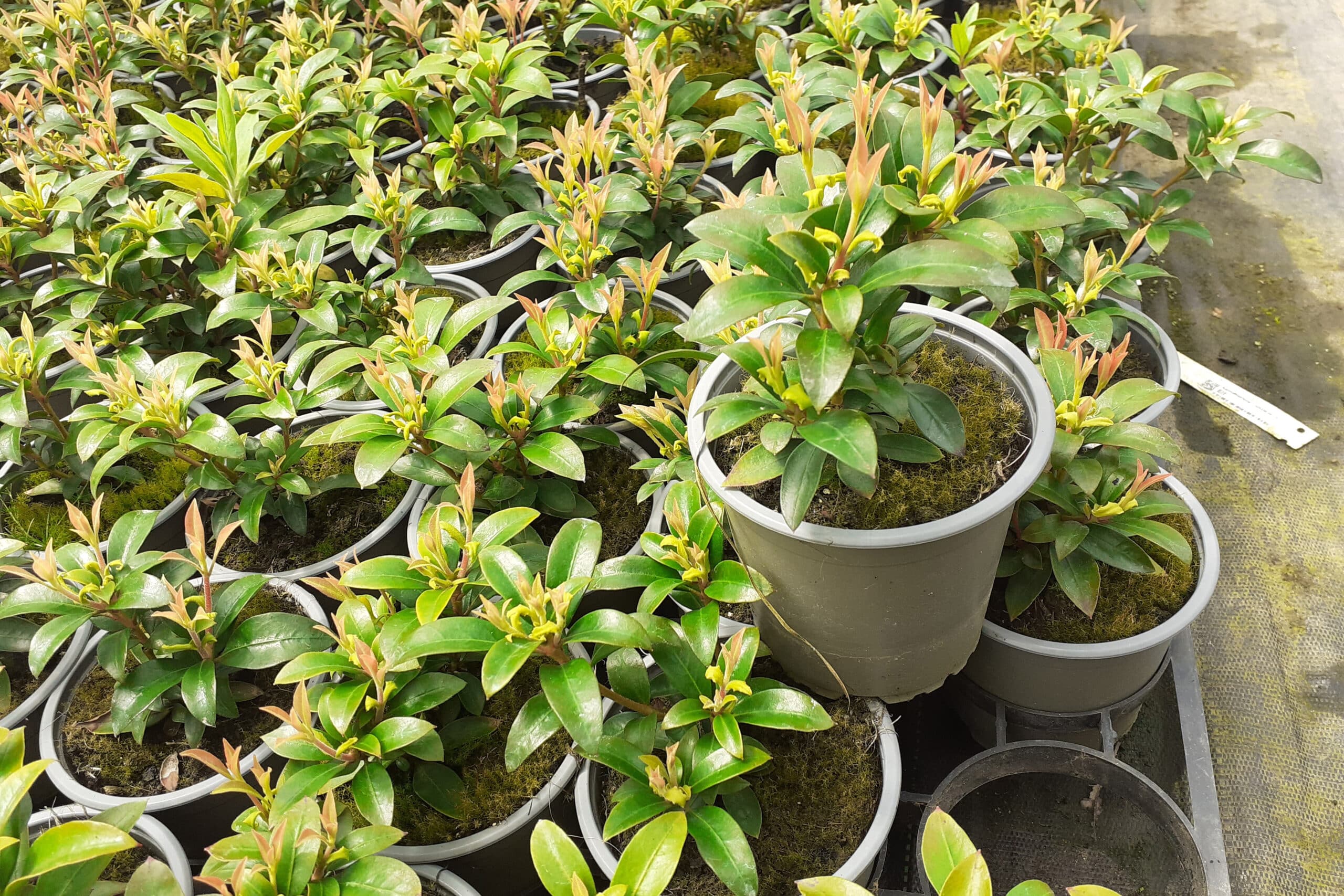 Rhododendrons, azalées et Kalmia hors du commun, du labo… au jardin 4