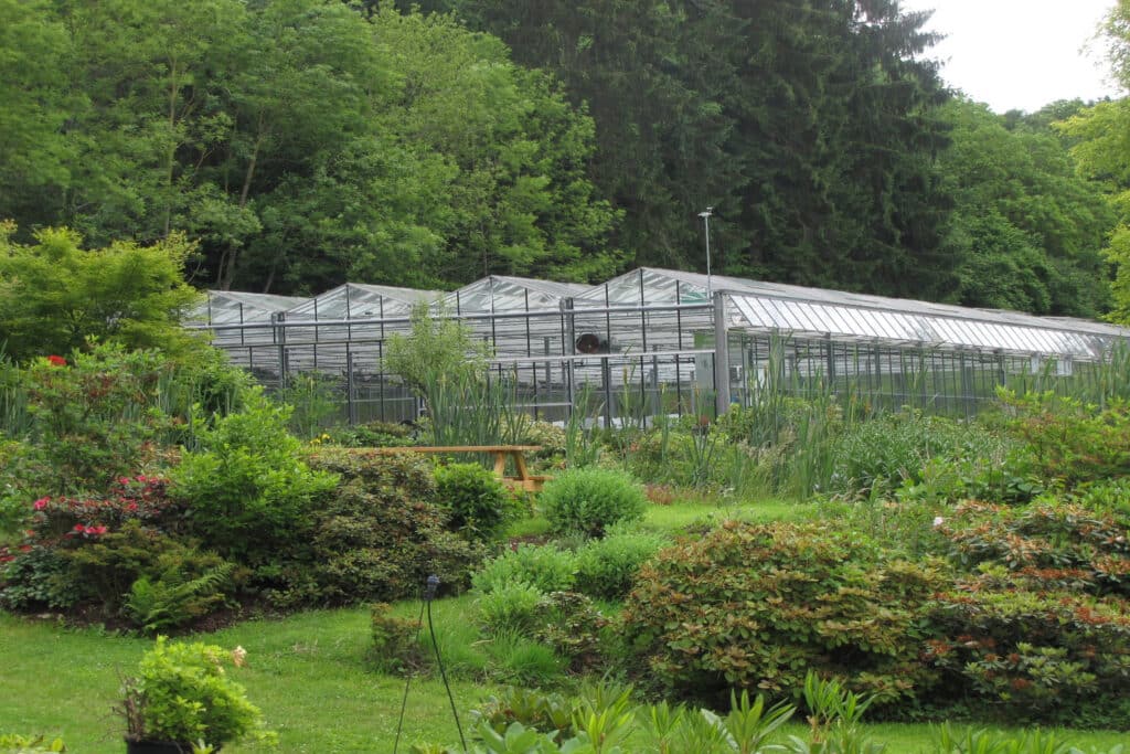 Rhododendrons, azalées et Kalmia hors du commun, du labo… au jardin 1