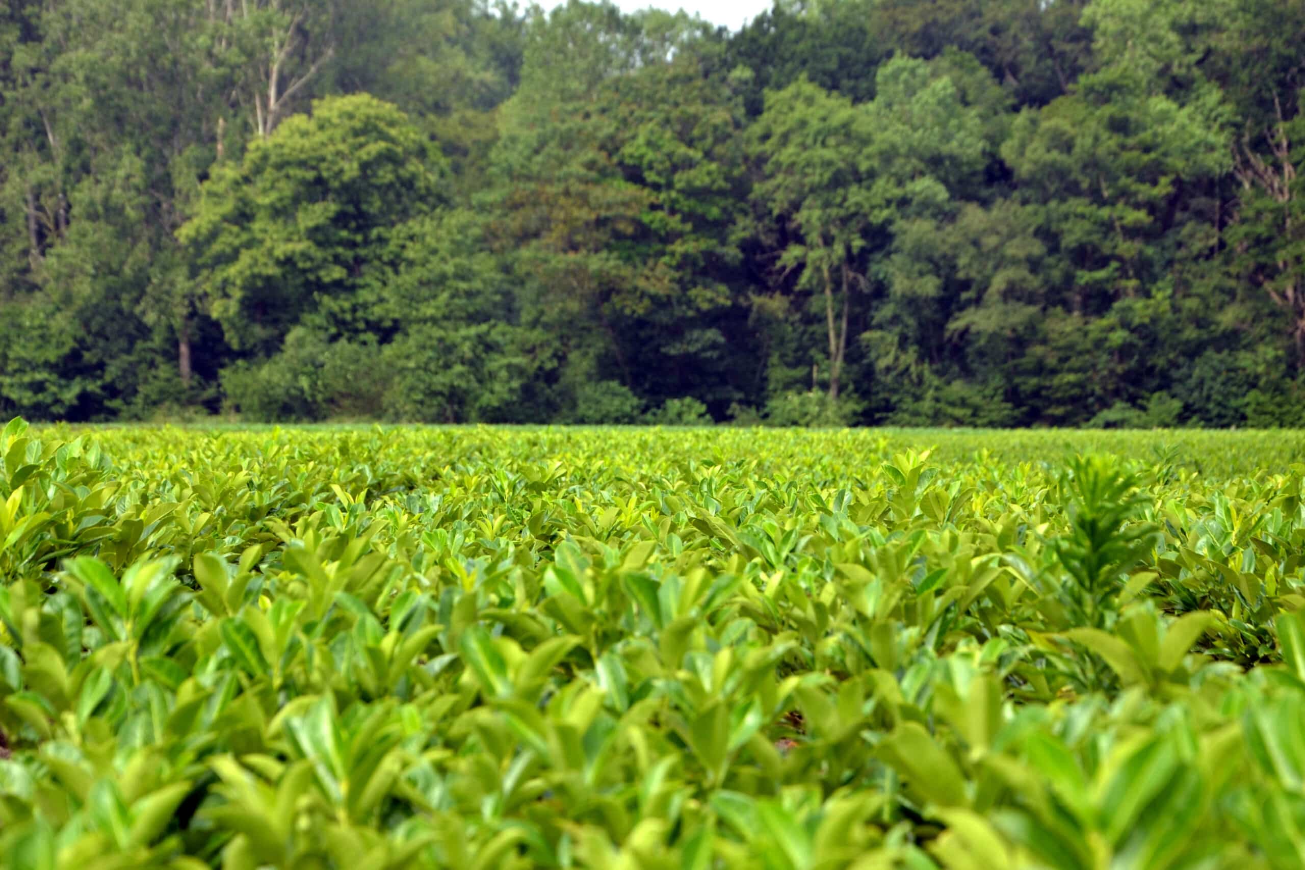 Une pépinière qui respecte la nature 12