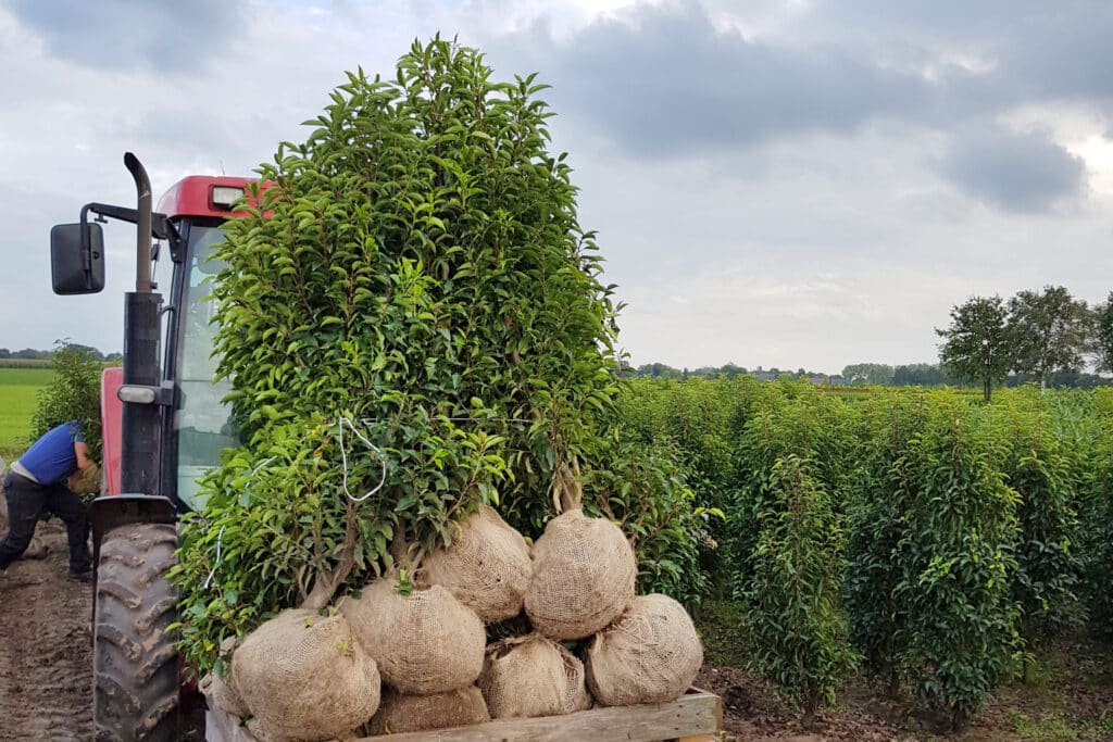 GrootGroenPlus 2026 : Laxsjon mise sur les plantes autochtones 2