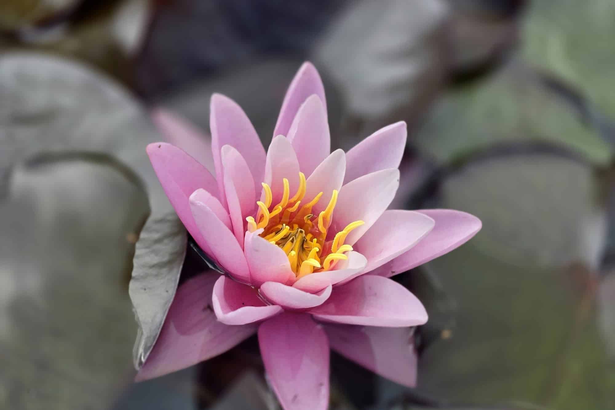 Des plantes aquatiques pour chaque étang : le conseil de Schuurmans & Co à Hechtel-Eksel 2