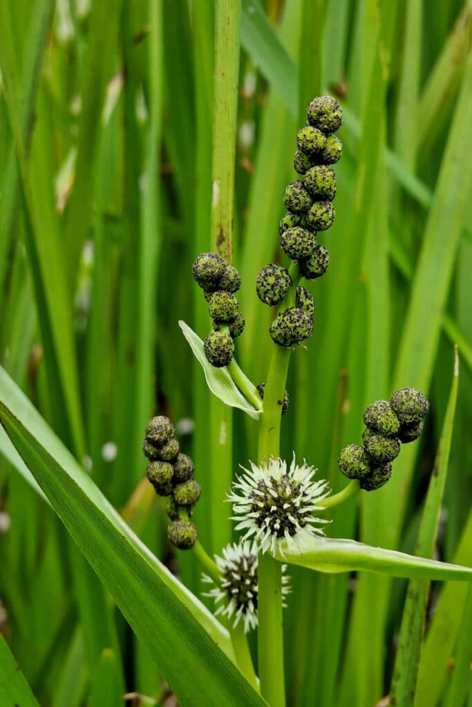 Des plantes aquatiques pour chaque étang : le conseil de Schuurmans & Co à Hechtel-Eksel 2