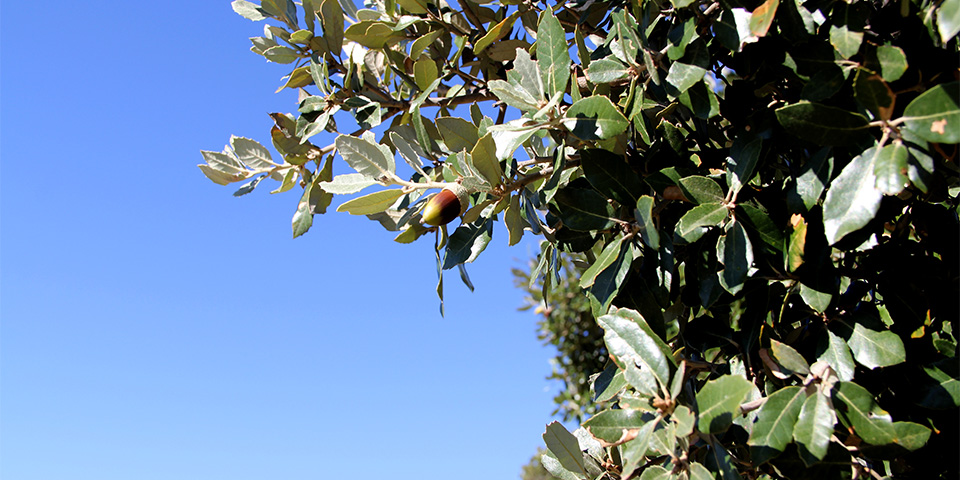 Eik in de kijker: de Quercus ilex in struikvorm