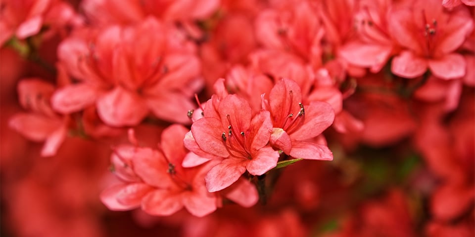 Terug van nooit weggeweest: de oude, vertrouwde rhododendron