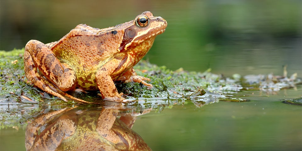 Vlaanderen heeft dringend nood aan meer ecologische tuinvijvers