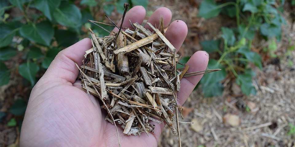 Miscanthus mulch als duurzame onkruidremmer