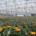 Duitse bloemen- en plantenkweker kiest voor Vlaamse folieserres 2