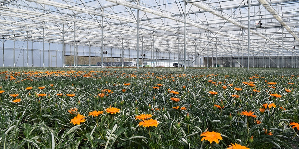 Duitse bloemen- en plantenkweker kiest voor Vlaamse folieserres