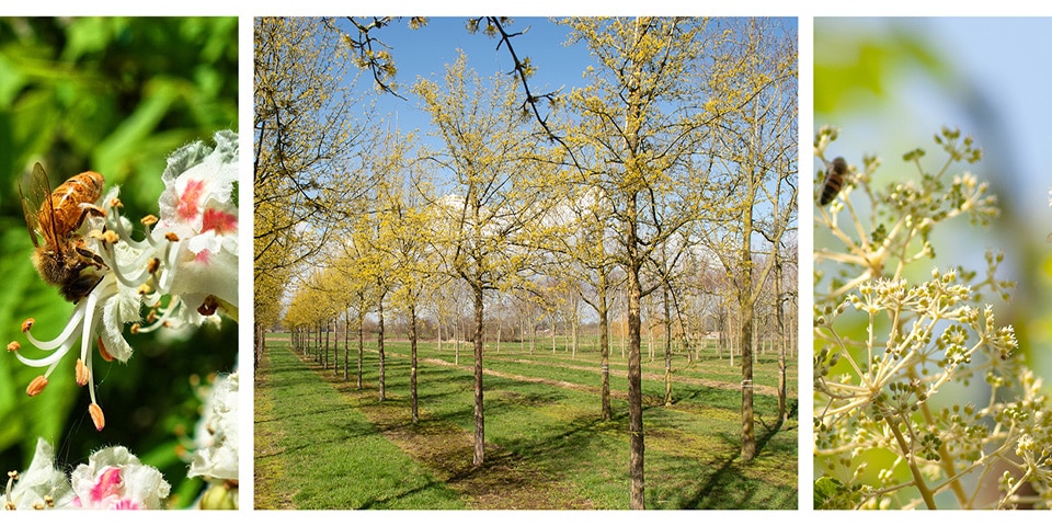 Welke nectar- of pollenwaarde heeft een boom of plant?