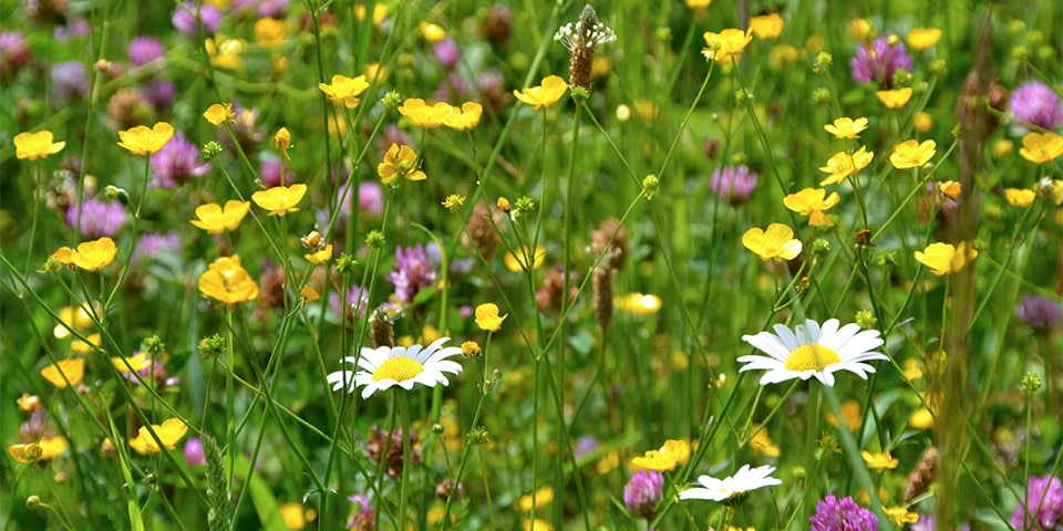 Bloemenweides kleuren tuinen en openbare ruimtes ecologisch in