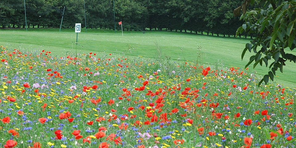 Drie misverstanden over bloemenweides