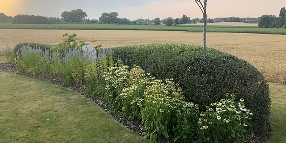 Wolken en massieven in steeneik of kermeseik