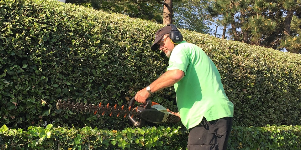 Quercus ilex als wintergroene haag met karakter