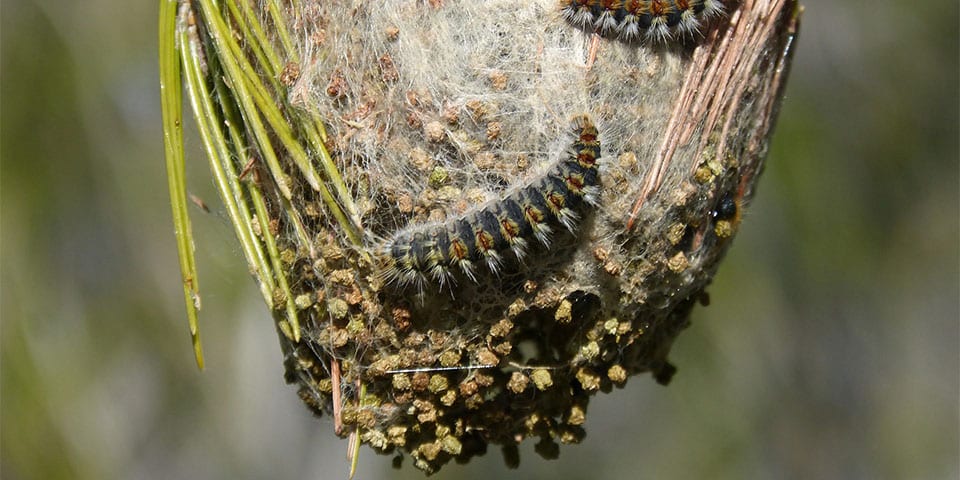 Natuurlijke bestrijding van eikenprocessierupsen, door stimulering van natuurlijke vijanden