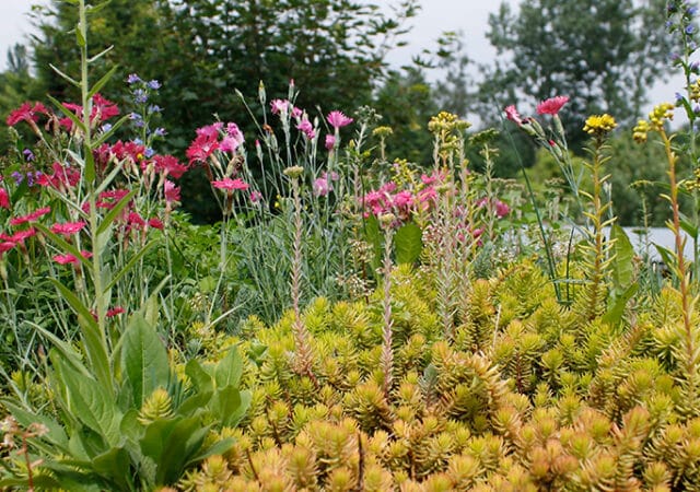 Bijen- en Vlinderdak ZinCo met Floradrain FD25.