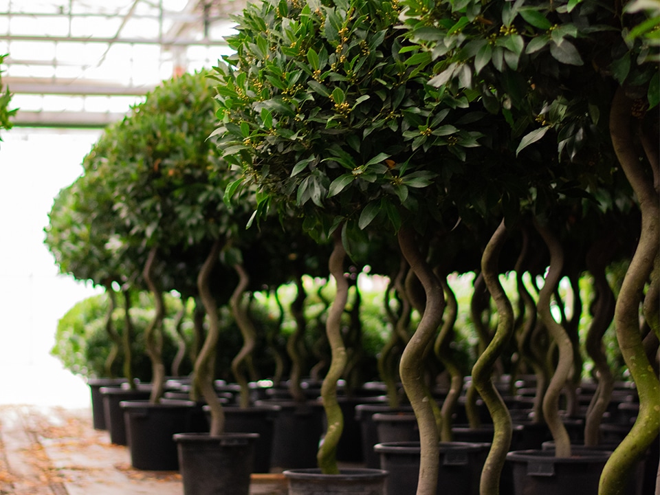 Juiste zorgen maken sterke planten  – Zo loods je laurier vlot doorheen de winter