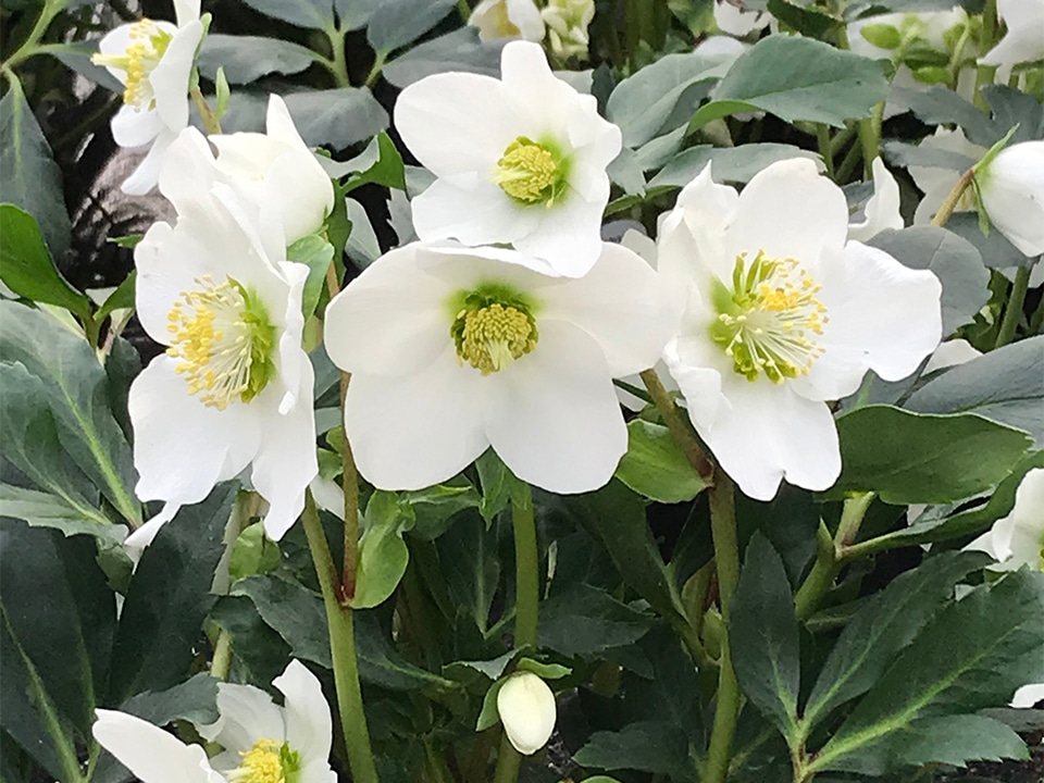 Het Wilgenbroek presenteert nieuwe Helleborus cultivar