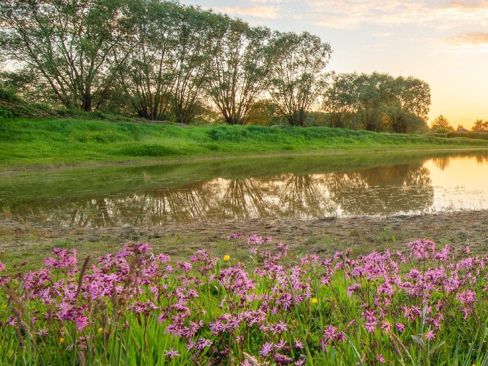 Hoe zorgt Aalst voor meer en leefbaar groen? – Minstens 12.000 nieuwe bomen