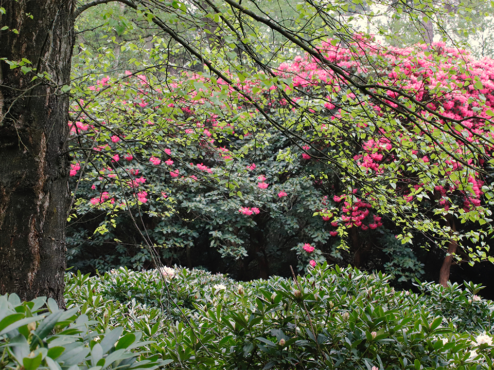 Kracht Haalbaarheid Percentage Essentiële tips van een professional - Zo leg je een massief met  rododendron aan