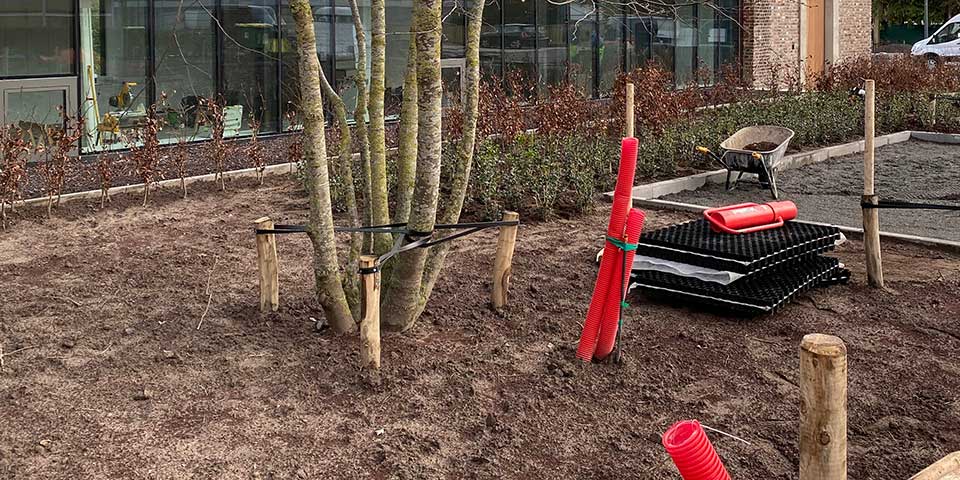 Voortijdige sterfte vermijden is eenvoudig. Zo plant je bomen goed aan