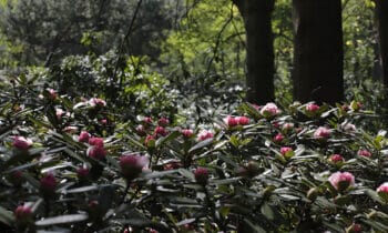 SFEER RHYAKUSH Bloem – kopie kopiëren