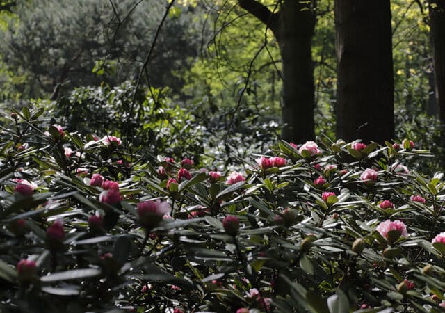 SFEER RHYAKUSH Bloem – kopie kopiëren