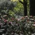 SFEER RHYAKUSH Bloem – kopie kopiëren