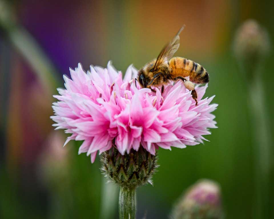 Week van de Bij: Husqvarna deelt tips voor een bij-vriendelijke tuin