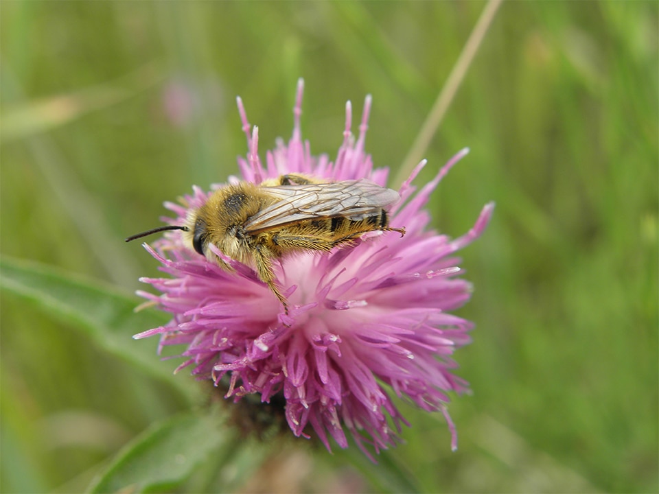 Bermbeheer biedt groot potentieel voor natuurontwikkeling