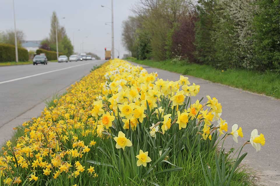 Bloembollen en bloemenweides vullen elkaar perfect aan. Een vruchtbare combinatie