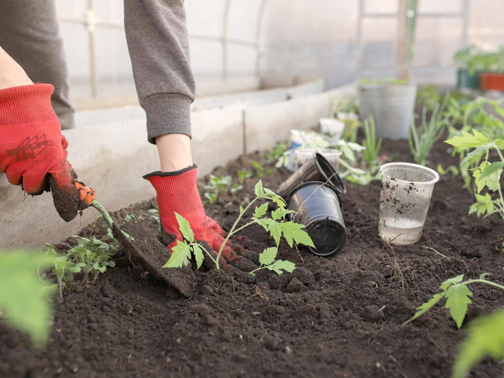 Producten verkopen uit je moestuin: de verplichtingen voor je eigen zaak