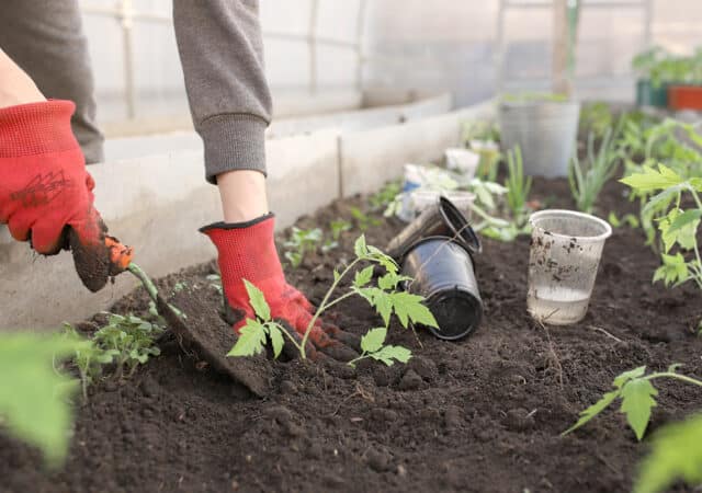 Producten verkopen uit je moestuin: de verplichtingen voor je eigen zaak 5