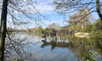 Bellefroid