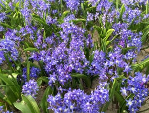 Chionodoxa.sardensis.c