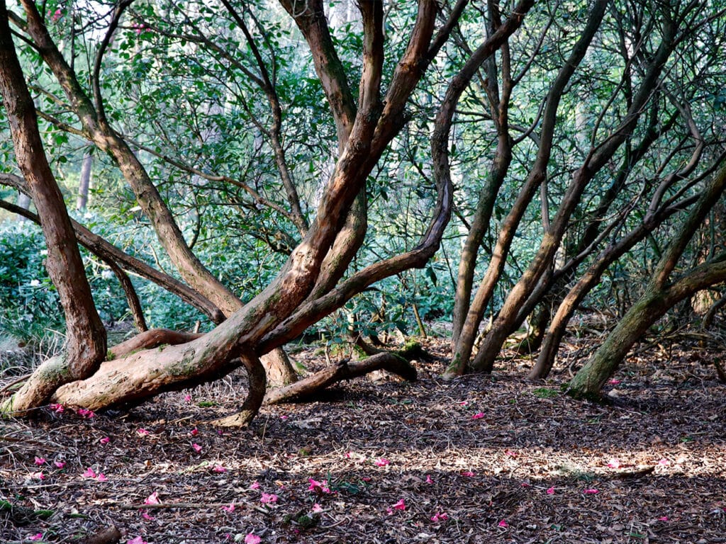 Hoe een kleine tuin een landschappelijk karakter krijgt