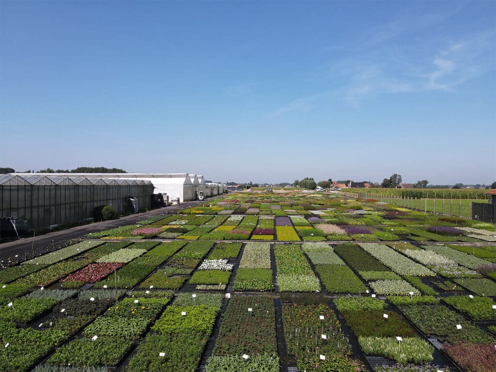 Vaste plantenkwekerij Verhulst-Van Ryckeghem, buitengewone vaste planten voor buitengewone projecten.