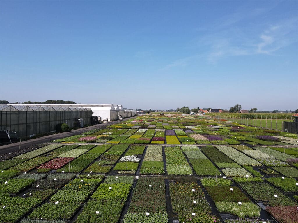 Vaste plantenkwekerij Verhulst-Van Ryckeghem, buitengewone vaste planten voor buitengewone projecten.