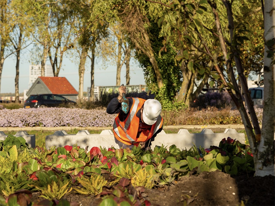 Floriade plant dit najaar een diversiteit aan bloembollen