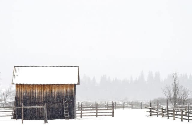Bescherming voor weidedieren in de wintermaanden 4